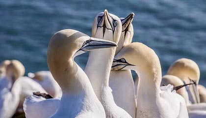 开云体育_ 德甲下半程预测：谁将成黑马？，德甲开赛时间2020-2021