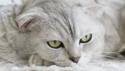 开云·体育官网APP下载-资深教练离任，新帅策略成谈资，教练zefa去哪了