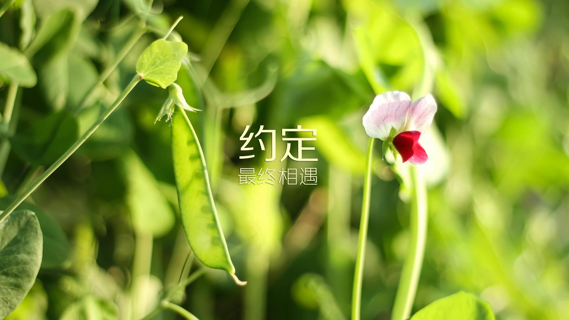 巴西女足在奥运会半决赛中以4-2击败西班牙，巴西女足在奥运会半决赛中以4-2击败西班牙队