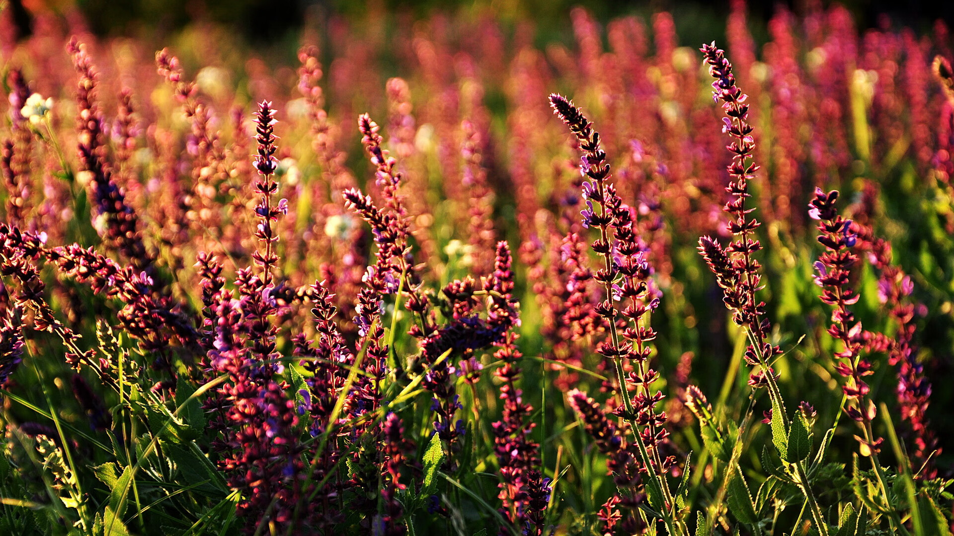 曼城主场被曼联逆转，德比失利，曼城德比对手