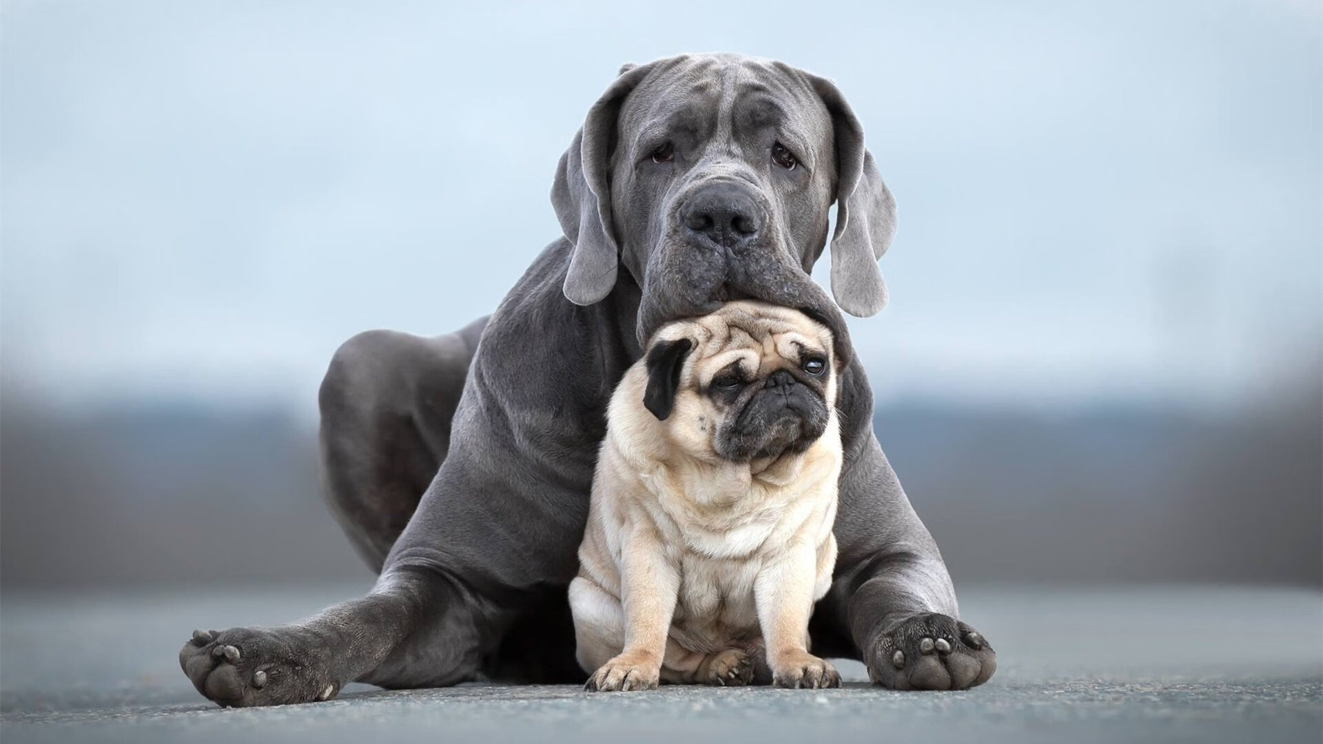 洛杉矶FC球迷组织举办庆祝活动，支持球队，洛杉矶fc今天比赛