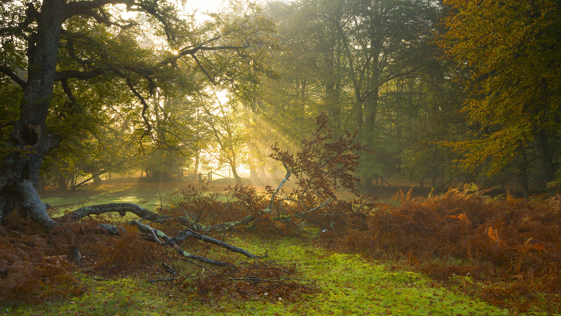佛罗伦萨中前场穿插提升整体控球质量，佛罗伦萨中锋
