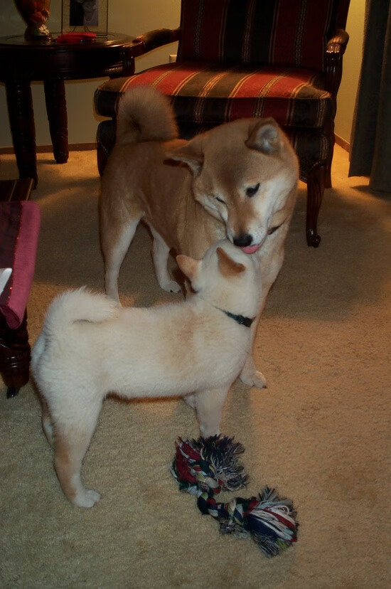 无球掩护后快速出手的三分战术分析，如何防守三分球