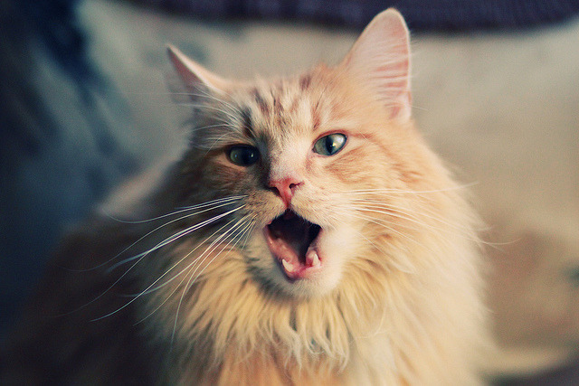 kaiyun 开云体育-火箭新秀首秀得分创新高引热议，火箭队新秀视频