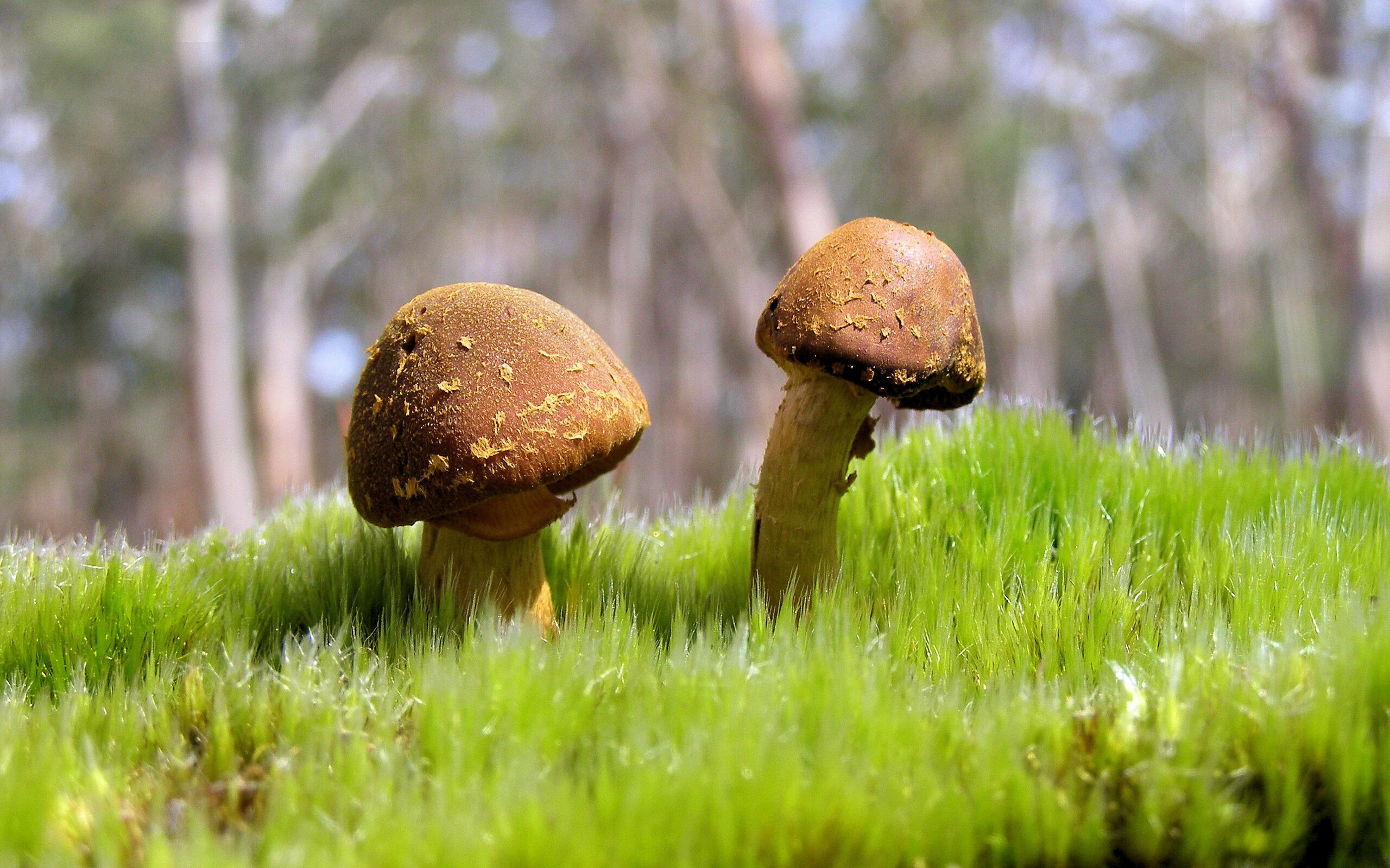 kaiyun登录入口-跳水决赛波兰选手状态佳，波兰最美跳高女运动员排名